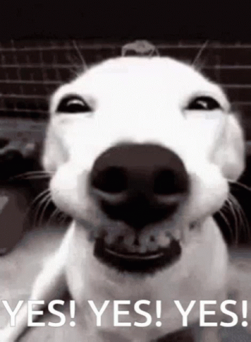 Grinning Dog Yess GIF