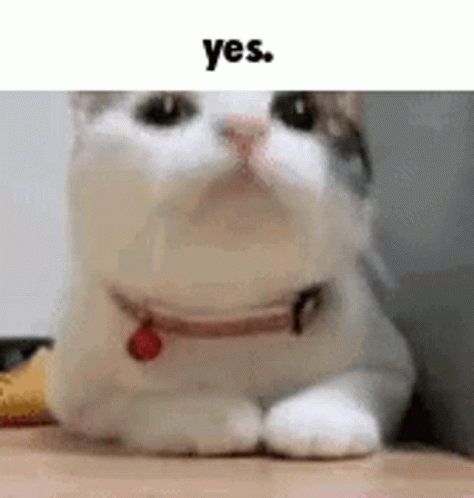 White Cat Nodding Yess GIF