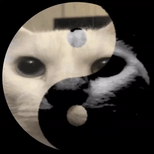 Yin Yang Cats Face GIF