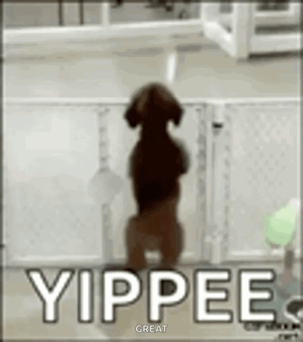 Yipee Excited Puppy GIF