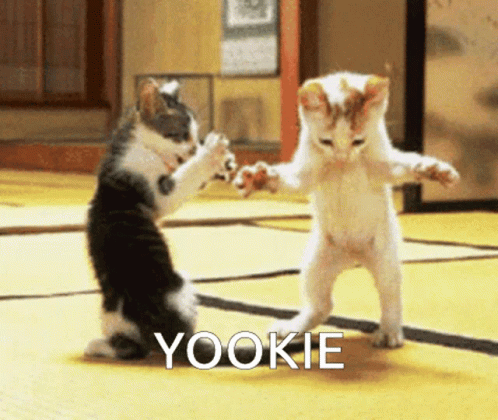 Yookie Dancing Cat Meme GIF