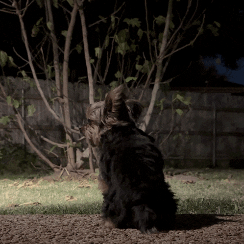 Yorkie Yorkie Ears Gif GIF