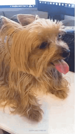Yorkshire Terrier Sitting with Tongue Out