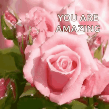 You Are Amazing Sparkling Pink Roses GIF