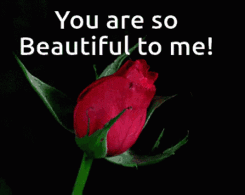 You Are Beautiful Blooming Red Rose GIF