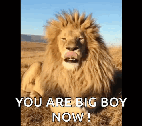 You Are Big Boy Now Lion GIF