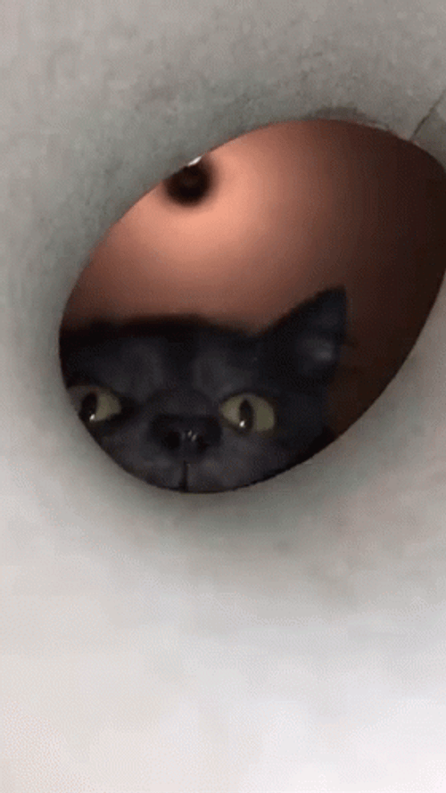 You Cannot Escape From My Sniff GIF