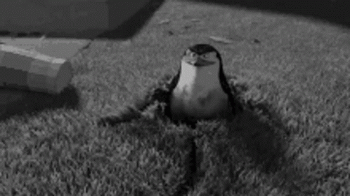 You Didn't See Anything Madagascar Penguin GIF