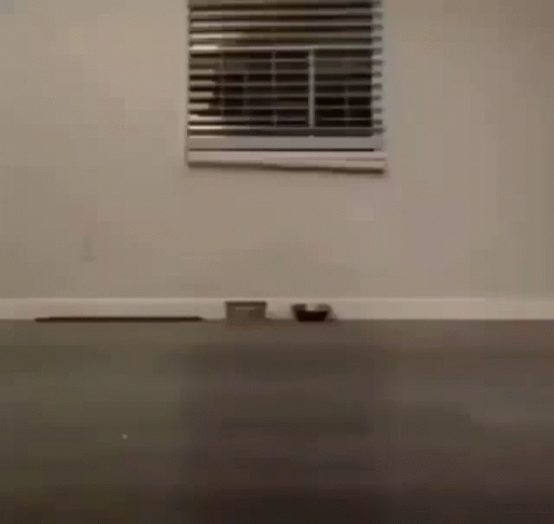 You Died Dark Souls Cat Crawling Creepy GIF