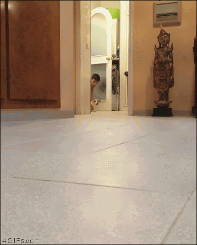 You Died Dark Souls Puppy Dog Attack GIF