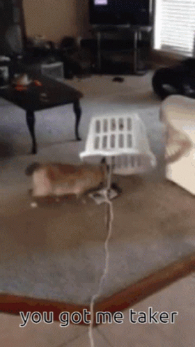 You Got Me Funny Cat Trap GIF
