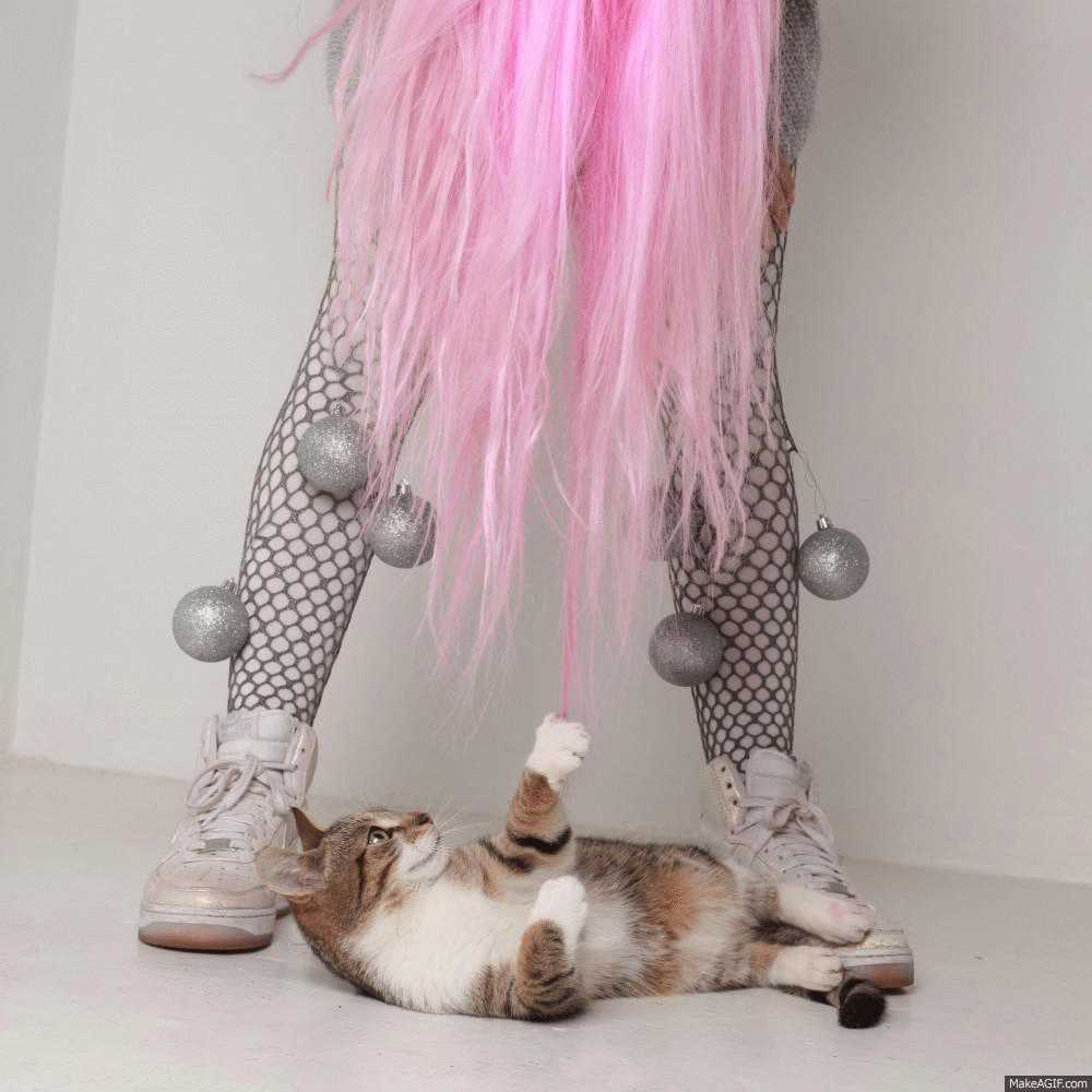 You Had My Curiosity Cat GIF