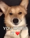 You Know It Cute Puppy Wink GIF
