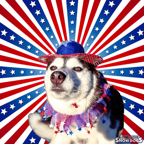 You Look Like The 4th Of July Adorable Dog GIF