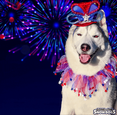 You Look Like The 4th Of July Cute Puppy GIF
