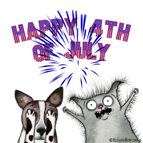 You Look Like The 4th Of July Scared Cat GIF