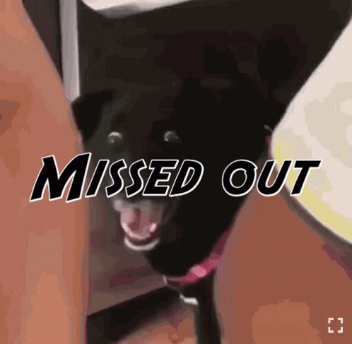 You Missed Out Black Dog GIF