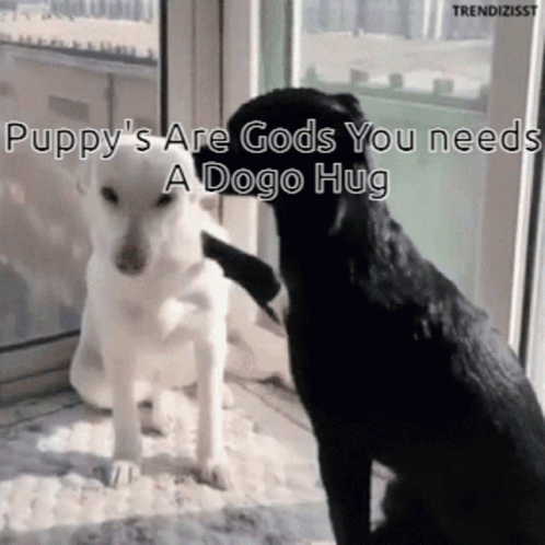 You Need Puppies Dogs Hugging GIF