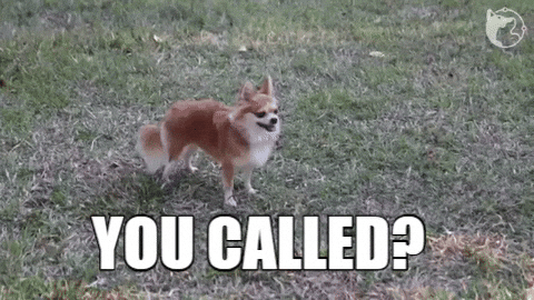 You Rang Cute Dog GIF