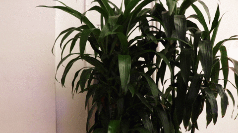 You Rang Woman Peeking Behind A Plant GIF