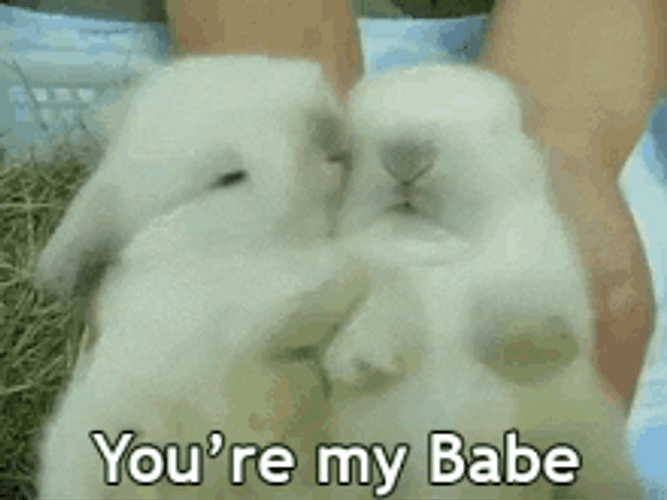 You're My Babe Rabbits GIF
