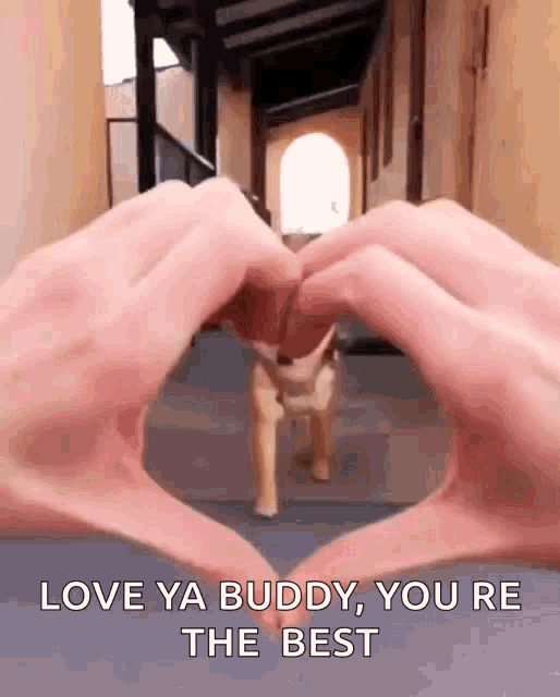 You're The Best Cute Dog GIF