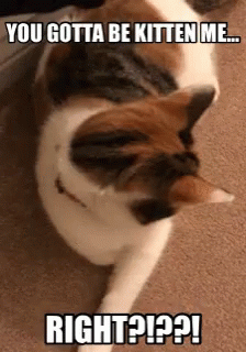 You Serious Clark You Gotta Be Kitten Me GIF