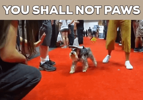 You Shall Not Pass Cute Wizard Puppy GIF