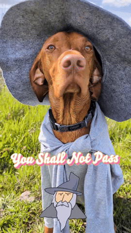 You Shall Not Pass Wizard Dog Meme GIF