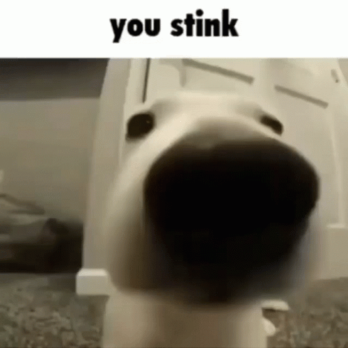 You Stinky Close Up Dog Nose GIF