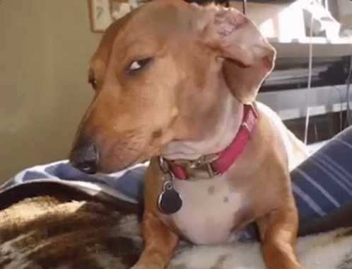 You Sure Suspicious Dog GIF