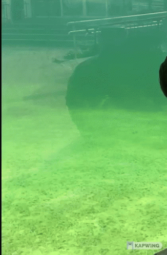 You Sure Swimming Seal GIF