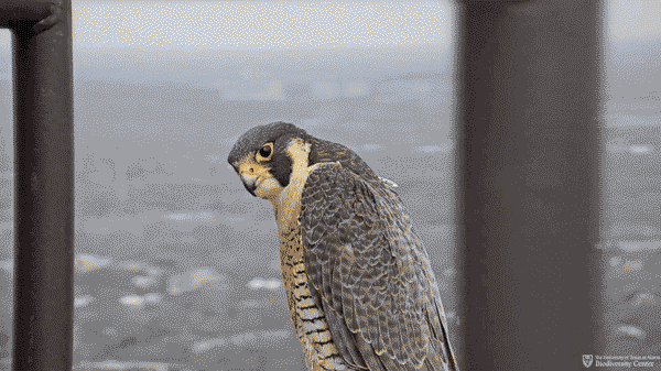 You've Got This Falcon GIF
