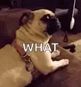 You What Shocked Resting Pug GIF