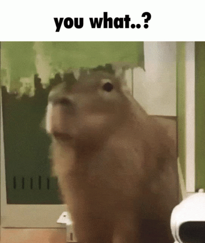 You What Staring Capybara GIF