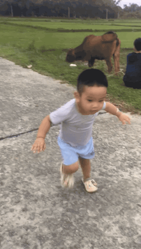 Young Boy Running Past Grazing Cow GIF