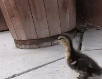 Young Duck Waddle GIF
