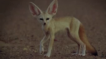 Young Fennec Fox Looking Around GIF
