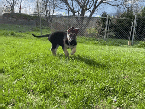 Young German Shepherd GIF