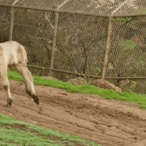 Young Horse Running Fun GIF