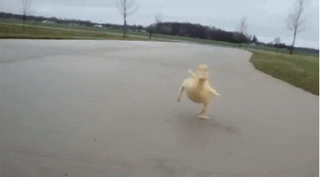 Young Yellow Duck Waddle GIF