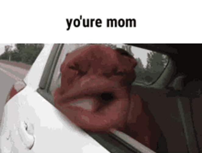 Your Mom Funny Dog Car Window Meme GIF