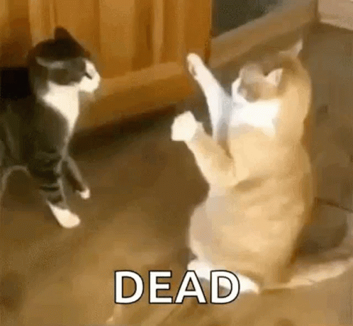 Youre Dead To Me Cat Playing Dead GIF