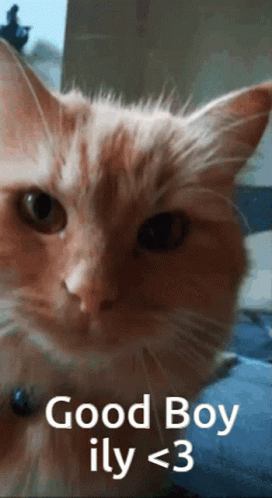 Youre My Boy Blue I Love You GIF