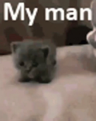 Youre The Man Cute Kitten GIF