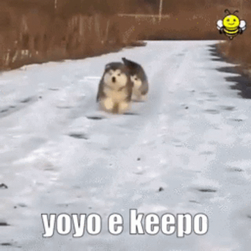 Yoyo 498 X 498 Gif GIF