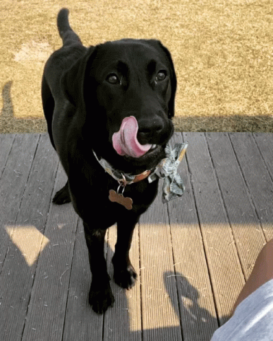 Yummy Licking Cute Black Dogs GIF