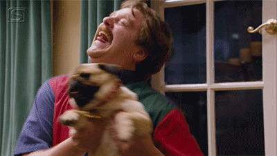 Zach Galifianakis Happy Pug Dance GIF