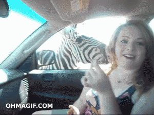 Zebra 300 X 225 Gif GIF
