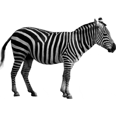Zebra Black And White Illusion GIF